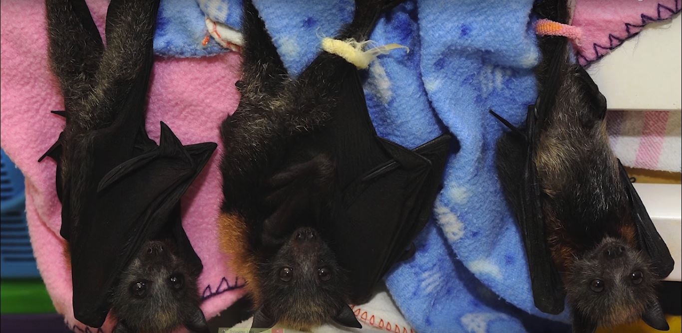 How To Keep Bats Out Of A Barn